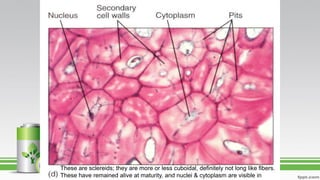 These are sclereids; they are more or less cuboidal, definitely not long like fibers.
These have remained alive at maturity, and nuclei & cytoplasm are visible in
 