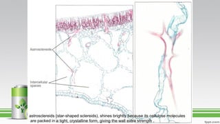 astrosclereids (star-shaped sclereids), shines brightly because its cellulose molecules
are packed in a tight, crystalline form, giving the wall extra strength .
 