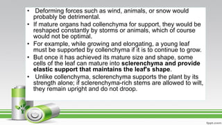 • Deforming forces such as wind, animals, or snow would
probably be detrimental.
• If mature organs had collenchyma for support, they would be
reshaped constantly by storms or animals, which of course
would not be optimal.
• For example, while growing and elongating, a young leaf
must be supported by collenchyma if it is to continue to grow.
• But once it has achieved its mature size and shape, some
cells of the leaf can mature into sclerenchyma and provide
elastic support that maintains the leaf's shape.
• Unlike collenchyma, sclerenchyma supports the plant by its
strength alone; if sclerenchyma-rich stems are allowed to wilt,
they remain upright and do not droop.
 