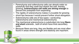 • Parenchyma and collenchyma cells can absorb water so
powerfully that they swell and stretch the wall, thereby
growing; sclerenchyma cell walls are strong enough to
prevent the protoplast from expanding.
• The rigidity of sclerenchyma makes it unusable for growing
• shoot tips because it would prevent further shoot elongation.
• Sclerenchyma cells are of two types—conducting
sclerenchyma and mechanical sclerenchyma.
• The mechanical sclerenchyma is subdivided into long fibers
and short sclereids , both of which have thick secondary
walls.
• Because fibers are long, they are flexible and are most often
found in areas where strength and elasticity are important.
 