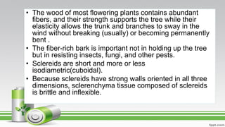 • The wood of most flowering plants contains abundant
fibers, and their strength supports the tree while their
elasticity allows the trunk and branches to sway in the
wind without breaking (usually) or becoming permanently
bent .
• The fiber-rich bark is important not in holding up the tree
but in resisting insects, fungi, and other pests.
• Sclereids are short and more or less
isodiametric(cuboidal).
• Because sclereids have strong walls oriented in all three
dimensions, sclerenchyma tissue composed of sclereids
is brittle and inflexible.
 