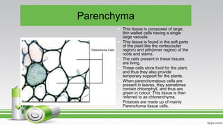 Parenchyma
 This tissue is composed of large,
thin walled cells having a single
large vacuole.
 This tissue is found in the soft parts
of the plant like the cortex(outer
region) and pith(inner region) of the
roots and stems.
 The cells present in these tissues
are living.
 These cells store food for the plant,
and thus they also provide
temporary support for the plants.
 When parenchymatous cells are
present in leaves, they sometimes
contain chlorophyll, and thus are
green in colour. This tissue is then
referred to as chlorenchyma.
 Potatoes are made up of mainly
Parenchyma tissue cells.
 