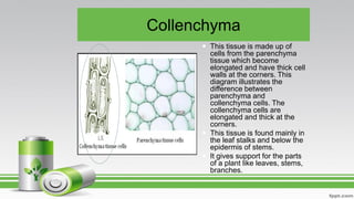 Collenchyma
 This tissue is made up of
cells from the parenchyma
tissue which become
elongated and have thick cell
walls at the corners. This
diagram illustrates the
difference between
parenchyma and
collenchyma cells. The
collenchyma cells are
elongated and thick at the
corners.
 This tissue is found mainly in
the leaf stalks and below the
epidermis of stems.
 It gives support for the parts
of a plant like leaves, stems,
branches.
 