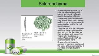 Sclerenchyma
 Sclerenchyma is made up of
thin, narrow and long cells
having very thick cell walls
due to deposition of lignin.
 These cells are thin because
they are all dead cells, having
no functions to perform and so
no organelles inside the cell
require space.
 They are thick at the cell walls
and thus these cells provide
rigid support for the plant as
they are hard and supportive.
That is why the tissue is
named "Sclerenchyma", as
scleros means hard.
 Sclerenchyma tissue is
present in stems of plants and
the veins of leaves in plants. It
provides strength to plant
parts.
 