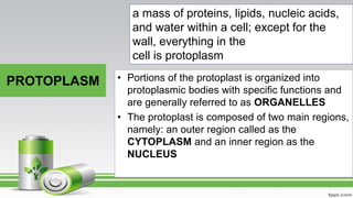 PROTOPLASM
a mass of proteins, lipids, nucleic acids,
and water within a cell; except for the
wall, everything in the
cell is protoplasm
• Portions of the protoplast is organized into
protoplasmic bodies with specific functions and
are generally referred to as ORGANELLES
• The protoplast is composed of two main regions,
namely: an outer region called as the
CYTOPLASM and an inner region as the
NUCLEUS
 