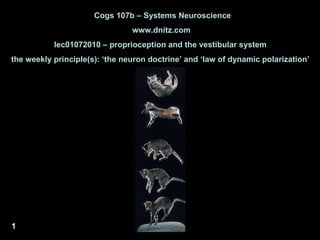 Cogs 107b – Systems Neuroscience www.dnitz.com lec01072010 – proprioception and the vestibular system  the weekly principle(s): ‘the neuron doctrine’ and ‘law of dynamic polarization’  1 