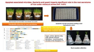 Lecture 20 to 22 Root exudates_Metab.ppt