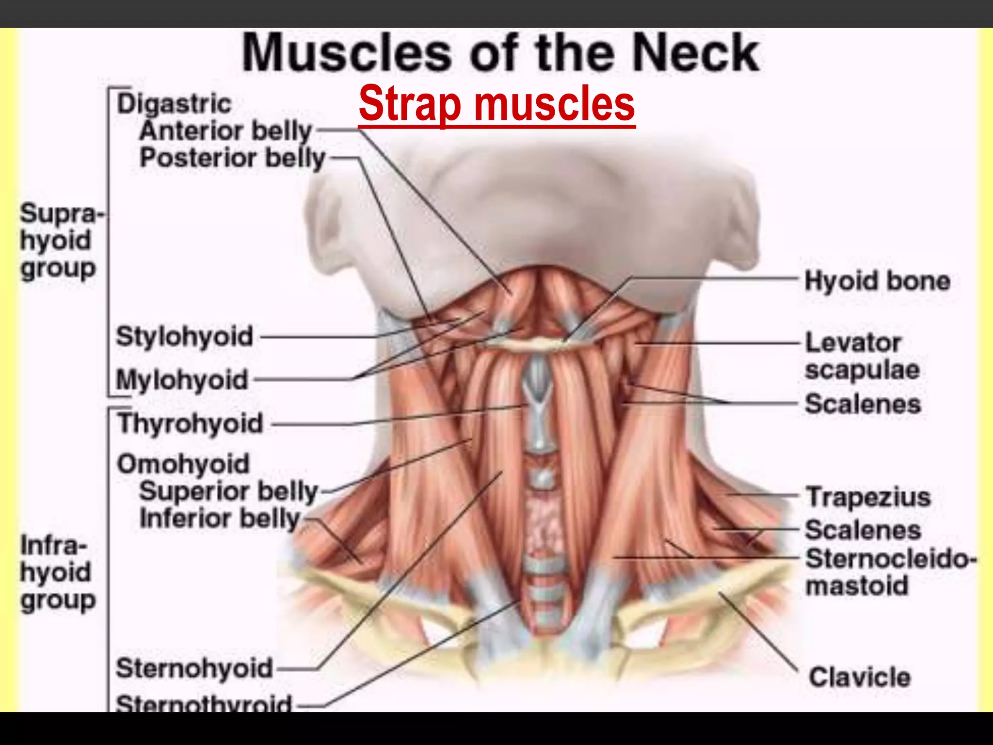 Introduction to Anatomy (Muscular System) | PPTX