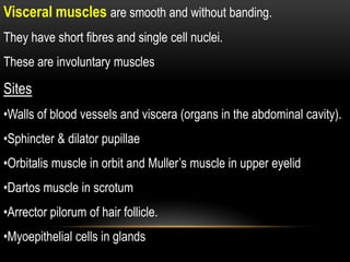Visceral muscles are smooth and without banding.
They have short fibres and single cell nuclei.
These are involuntary muscles

Sites
•Walls of blood vessels and viscera (organs in the abdominal cavity).
•Sphincter & dilator pupillae

•Orbitalis muscle in orbit and Muller’s muscle in upper eyelid
•Dartos muscle in scrotum

•Arrector pilorum of hair follicle.
•Myoepithelial cells in glands

 