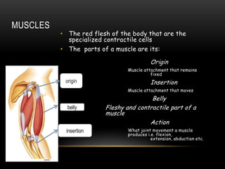 MUSCLES

• The red flesh of the body that are the
specialized contractile cells
• The parts of a muscle are its:
Origin
Muscle attachment that remains
fixed

origin

Insertion
Muscle attachment that moves

belly

insertion

Belly
Fleshy and contractile part of a
muscle
Action
What joint movement a muscle
produces i.e. flexion,
extension, abduction etc.

 