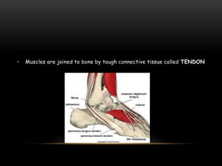 •

Muscles are joined to bone by tough connective tissue called TENDON

 