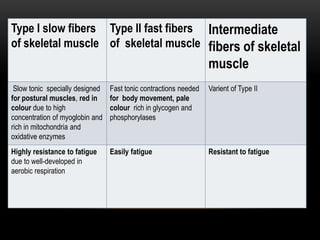 Type I slow fibers Type II fast fibers Intermediate
of skeletal muscle of skeletal muscle fibers of skeletal

muscle
Slow tonic specially designed
for postural muscles, red in
colour due to high
concentration of myoglobin and
rich in mitochondria and
oxidative enzymes

Fast tonic contractions needed
for body movement, pale
colour rich in glycogen and
phosphorylases

Varient of Type II

Highly resistance to fatigue
due to well-developed in
aerobic respiration

Easily fatigue

Resistant to fatigue

 