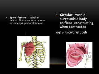 •

Spiral fasciculi : spiral or
twisted fibers are seen as seen
in trapezius pectoralis major

• Circular: muscle
surrounds a body
orifices, constricting
when contracted
eg: orbicularis oculi

 