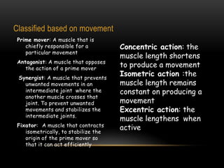 Classified based on movement
Prime mover: A muscle that is
chiefly responsible for a
particular movement
Antagonist: A muscle that opposes
the action of a prime mover
Synergist: A muscle that prevents
unwanted movements in an
intermediate joint where the
another muscle crosses that
joint. To prevent unwanted
movements and stabilizes the
intermediate joints.
Fixator: A muscle that contracts
isometrically, to stabilize the
origin of the prime mover so
that it can act efficiently

Concentric action: the
muscle length shortens
to produce a movement
Isometric action :the
muscle length remains
constant on producing a
movement
Excentric action: the
muscle lengthens when
active

 