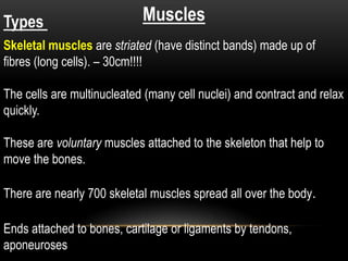 Types

Muscles

Skeletal muscles are striated (have distinct bands) made up of
fibres (long cells). – 30cm!!!!

The cells are multinucleated (many cell nuclei) and contract and relax
quickly.
These are voluntary muscles attached to the skeleton that help to
move the bones.
There are nearly 700 skeletal muscles spread all over the body.
Ends attached to bones, cartilage or ligaments by tendons,
aponeuroses

 