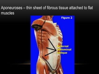 Aponeuroses – thin sheet of fibrous tissue attached to flat
muscles

 