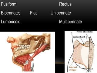 Fusiform
Bipennate;

Lumbricoid

Rectus
Flat

Unipennate

Multipennate

 