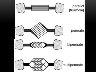 Introduction to Anatomy (Muscular System) 