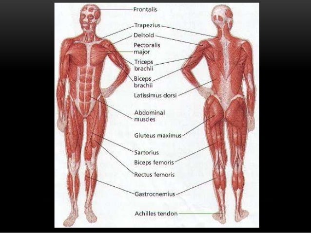 University Pictures Of Muscular System 22