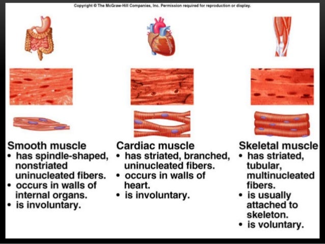 Introduction to Anatomy (Muscular System)