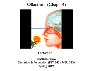 Jonathan Pillow
Sensation & Perception (PSY 345 / NEU 325)  
Spring 2019
Lecture 21
Olfaction (Chap 14)
1
 