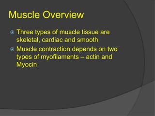 Muscle Overview Three types of muscle tissue are skeletal, cardiac and smooth Muscle contraction depends on two types of myofilaments – actin and Myocin 