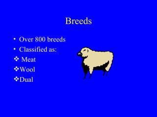 Breeds
• Over 800 breeds
• Classified as:
 Meat
Wool
Dual
 