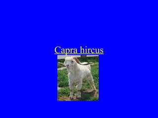 Capra hircus
 