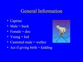 General Information
•   Caprine
•   Male = buck
•   Female = doe
•   Young = kid
•   Castrated male = wether
•   Act if giving birth = kidding
 