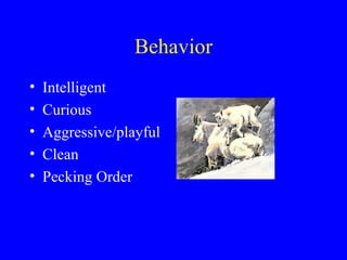 Behavior
•   Intelligent
•   Curious
•   Aggressive/playful
•   Clean
•   Pecking Order
 
