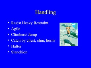 Handling
•   Resist Heavy Restraint
•   Agile
•   Climbers/ Jump
•   Catch by chest, chin, horns
•   Halter
•   Stanchion
 