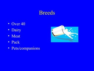 Breeds
•   Over 40
•   Dairy
•   Meat
•   Pack
•   Pets/companions
 