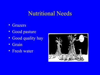 Nutritional Needs
•   Grazers
•   Good pasture
•   Good quality hay
•   Grain
•   Fresh water
 
