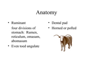 Anatomy
• Ruminant             • Dental pad
  four divisions of    • Horned or polled
  stomach: Rumen,
  reticulum, omasum,
  abomasum
• Even toed ungulate
 