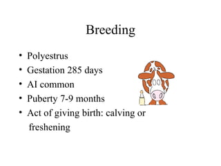 Breeding
•   Polyestrus
•   Gestation 285 days
•   AI common
•   Puberty 7-9 months
•   Act of giving birth: calving or
    freshening
 