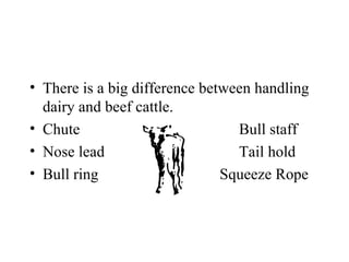 • There is a big difference between handling
  dairy and beef cattle.
• Chute                          Bull staff
• Nose lead                      Tail hold
• Bull ring                    Squeeze Rope
 