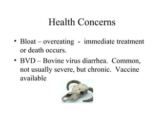 Health Concerns
• Bloat – overeating - immediate treatment
  or death occurs.
• BVD – Bovine virus diarrhea. Common,
  not usually severe, but chronic. Vaccine
  available
 