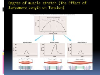 Degree of muscle stretch (The Effect of Sarcomere Length on Tension) 