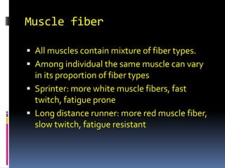 Muscle fiber All muscles contain mixture of fiber types.  Among individual the same muscle can vary in its proportion of fiber types Sprinter: more white muscle fibers, fast twitch, fatigue prone Long distance runner: more red muscle fiber, slow twitch, fatigue resistant  