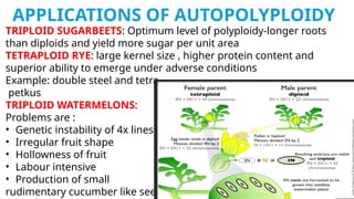 ploidy,autoploidy, alloploidy and double hyrbid | PPTX