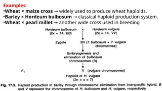 ploidy,autoploidy, alloploidy and double hyrbid | PPTX