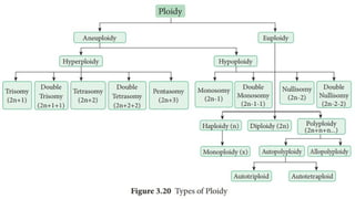ploidy,autoploidy, alloploidy and double hyrbid | PPTX