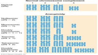 ploidy,autoploidy, alloploidy and double hyrbid | PPTX