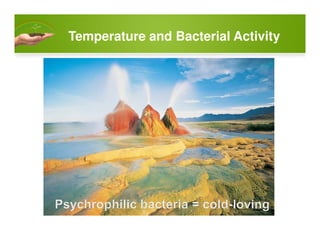 Temperature and Bacterial Activity
Thermophilic bacteria = heat-loving
 