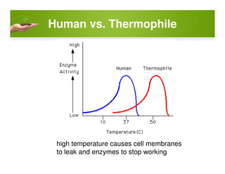 Human vs. Thermophile
high temperature causes cell membranes
to leak and enzymes to stop working
 