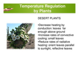 Temperature Regulation
by Plants
DESERT PLANTS
•Decrease heating by
conduction: leaves far
enough above groundenough above ground
•Increase rates of convective
cooling: small leaves
•Reduce rates of radiative
heating: orient leaves parallel
to sunlight, reflective leaves
 