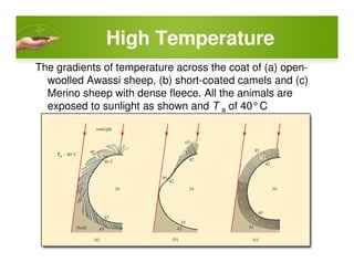 High Temperature
The gradients of temperature across the coat of (a) open-
woolled Awassi sheep, (b) short-coated camels and (c)
Merino sheep with dense fleece. All the animals are
exposed to sunlight as shown and T a of 40°C
 
