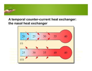 A diagram of a temporal counter-current heat exchanger: the nasal
heat exchanger. Inspired air draws heat and water from the walls of the
respiratory tract (i) and gives both back again at exhalation (ii). The
figures represent approximate temperatures varying from those in the
deep body tissues (40°C) to those near the surface. The red arrows
show the direction of heat transfer
 