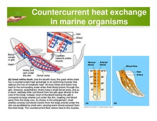 Countercurrent heat exchange
in marine organisms
 