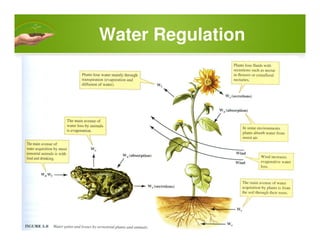 Water Regulation
 